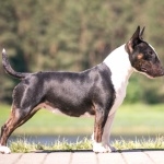 Bull Terrier (Miniature) hd photos