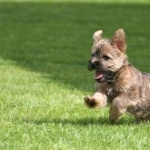 Cairn Terrier wallpapers for desktop