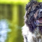 Caucasian Shepherd Dog 1080p