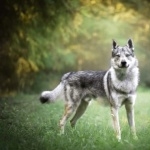 Czechoslovak Wolfdog free download