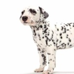 Dalmatian breed new wallpapers