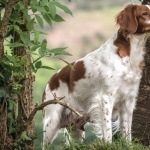 French Brittany breed funny