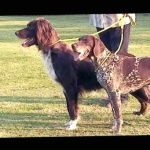 German Longhaired Pointer breed