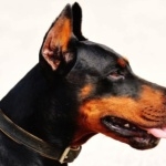 German Pinscher photo