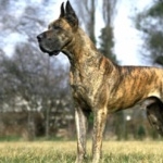 Great Dane breed