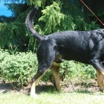 Greater Swiss Mountain Dog funny