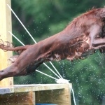 Irish Setter 1080p