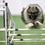 Keeshond widescreen