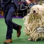 Komondor download wallpaper