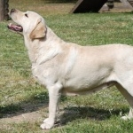 Labrador Retriever photo