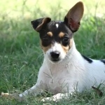 Miniature Fox Terrier hd