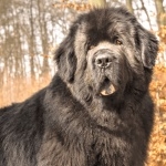 Newfoundland breed full hd