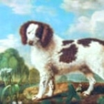 Norfolk Spaniel free download