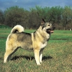 Norwegian Elkhound hd wallpaper