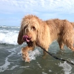 Otterhound new wallpapers