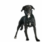 Patterdale Terrier pic