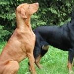 Polish Hunting Dog image