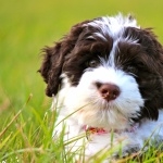 Portuguese Water Dog free wallpapers