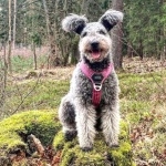 Pumi breed hd