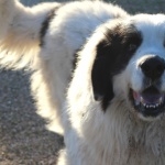 Pyrenean Mastiff free wallpapers