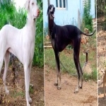 Rajapalayam breed desktop