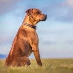 Rhodesian Ridgeback hd photos