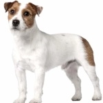 Russell Terrier hd photos