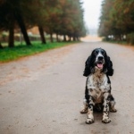 Russian Spaniel free wallpapers