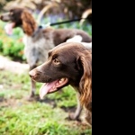 Saint-Usuge Spaniel pics