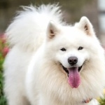 Samoyed breed new photos