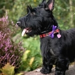 Scottish Terrier full hd