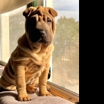 Shar Pei widescreen