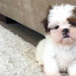 Shih Tzu hd wallpaper