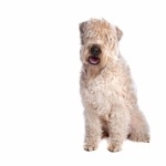 Soft-Coated Wheaten Terrier breed