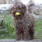 Spanish Water Dog hd desktop