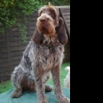 Spinone Italiano widescreen