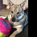 Swedish Vallhund pics