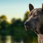 Thai Ridgeback download wallpaper