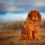 Tibetan Mastiff photos