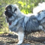 Tibetan Spaniel background