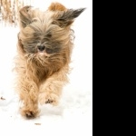 Tibetan Terrier photo