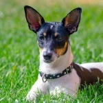 Toy Fox Terrier high definition wallpapers