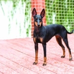 Toy Manchester Terrier high quality wallpapers