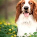 Welsh Springer Spaniel hd desktop