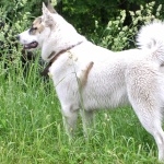 West Siberian Laika breed