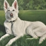 White Shepherd free download