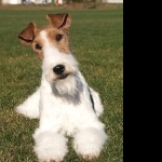 Wire Fox Terrier images