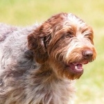 Wirehaired Pointing Griffon wallpapers