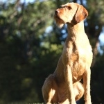 Wirehaired Vizsla free download