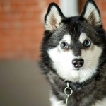 Alaskan Klee Kai new photos